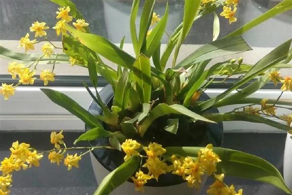 文心兰如何施肥，幼苗阶段在土壤中加入一些基肥即可