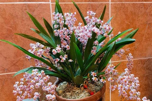 文心兰如何施肥，幼苗阶段在土壤中加入一些基肥即可