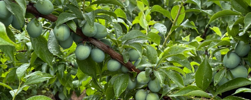 李子树叶子干枯怎么处理，可能是缺乏光照所导致的