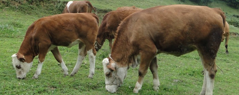 现代养牛和传统养牛的区别，养殖方法和成本均不同