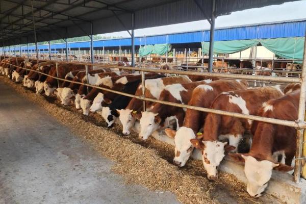 现代养牛和传统养牛的区别，养殖方法和成本均不同