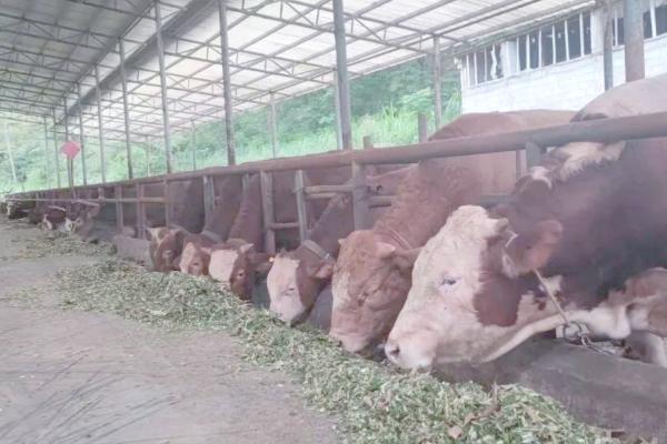 现代养牛和传统养牛的区别，养殖方法和成本均不同