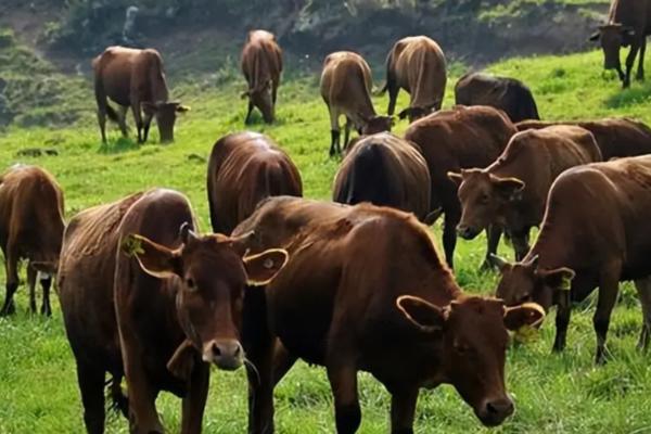 现代养牛和传统养牛的区别，养殖方法和成本均不同