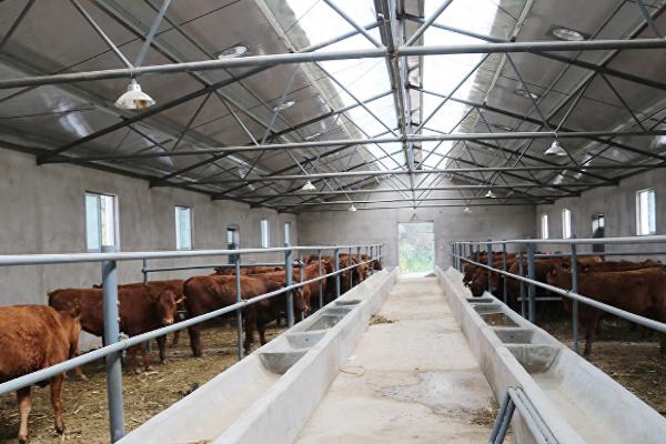 现代养牛和传统养牛的区别，养殖方法和成本均不同