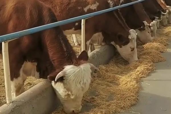 现代养牛和传统养牛的区别，养殖方法和成本均不同