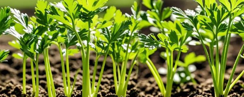 芹菜的育苗方法，2叶1心以后喷施磷酸二氢钾