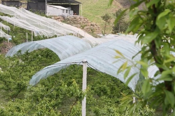 李子树叶子干枯怎么处理，可能是缺乏光照所导致的