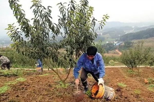 李子树叶子干枯怎么处理，可能是缺乏光照所导致的