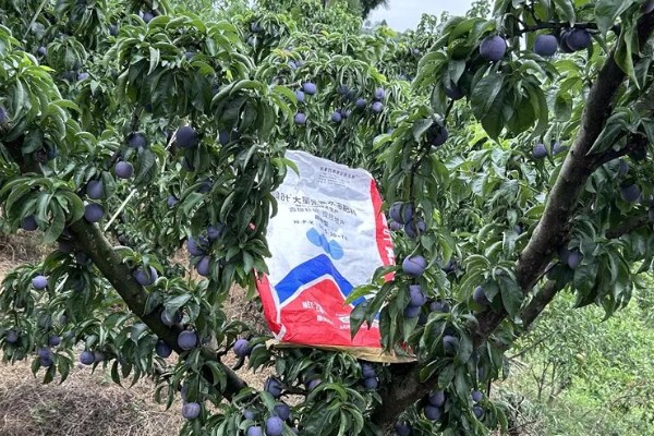 李子树叶子干枯怎么处理，可能是缺乏光照所导致的