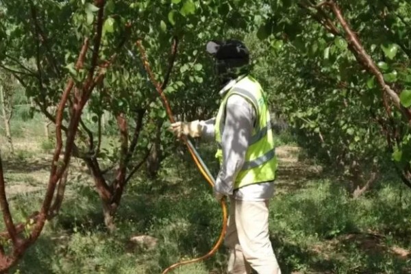 李子树叶子干枯怎么处理，可能是缺乏光照所导致的