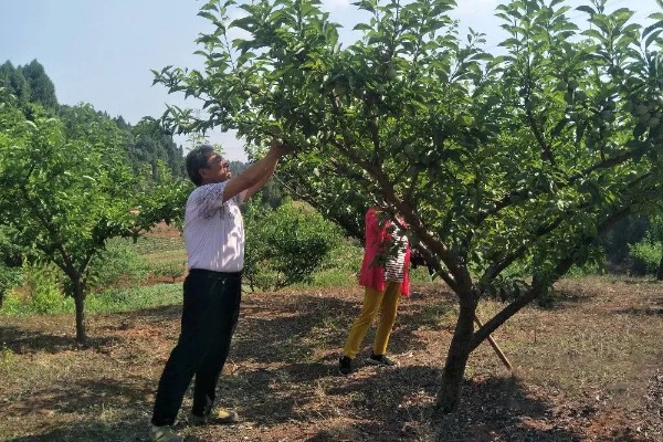 李子树叶子干枯怎么处理，可能是缺乏光照所导致的