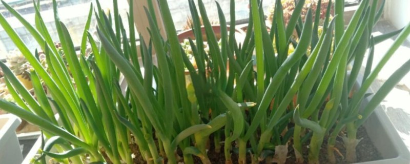 阳台种葱爆盆方法，定植后主施硫酸铵或尿素