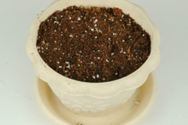 阳台种葱爆盆方法，定植后主施硫酸铵或尿素