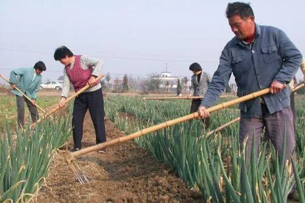 阳台种葱爆盆方法，定植后主施硫酸铵或尿素