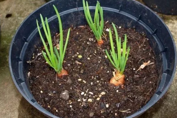 阳台种葱爆盆方法，定植后主施硫酸铵或尿素