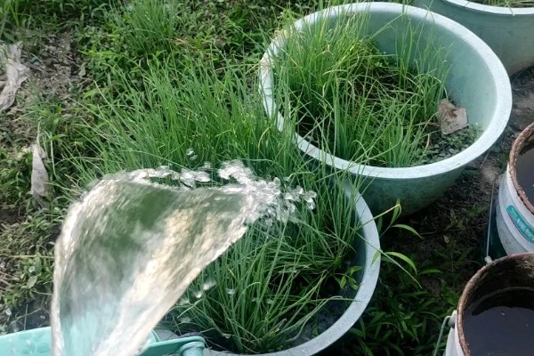 阳台种葱爆盆方法，定植后主施硫酸铵或尿素