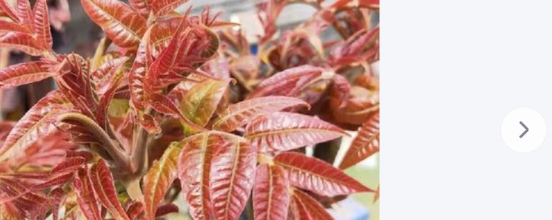 红油香椿与绿油香椿的区别，品种、口感等方面都不同