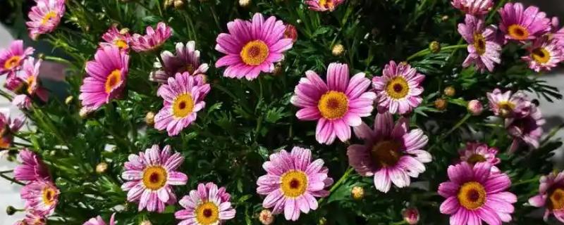 玛格丽特是否耐寒，不属于耐寒植株