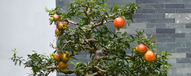 石榴树盆栽如何养护，要每隔1-2年更换一次盆土