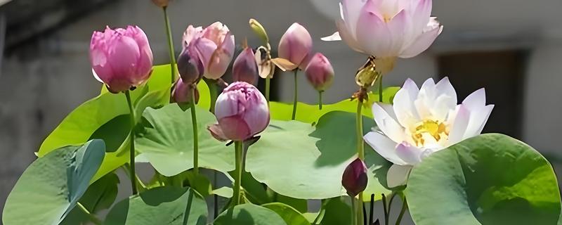 荷花盆里有虫怎么解决，可以买几条鲤鱼或金鱼放在水中