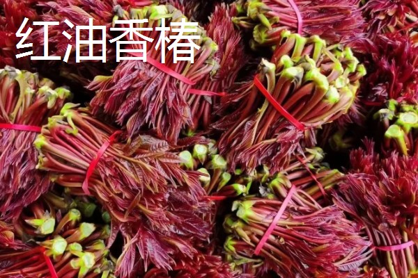 红油香椿与绿油香椿的区别，品种、口感等方面都不同