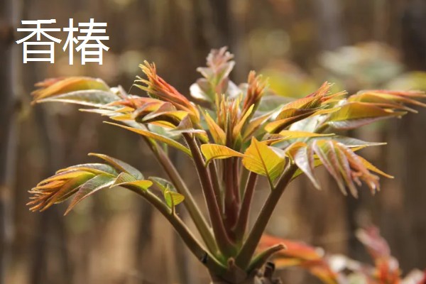 红油香椿与绿油香椿的区别，品种、口感等方面都不同