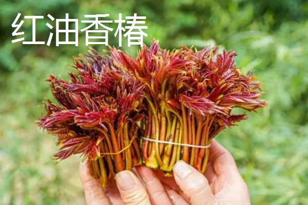 红油香椿与绿油香椿的区别，品种、口感等方面都不同