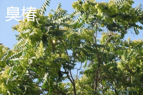 红油香椿与绿油香椿的区别，品种、口感等方面都不同