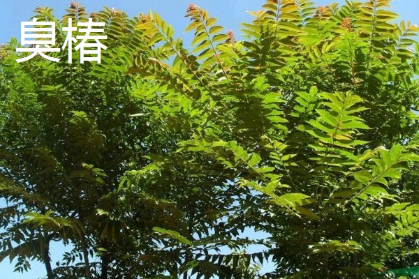 红油香椿与绿油香椿的区别，品种、口感等方面都不同