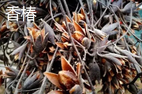 红油香椿与绿油香椿的区别，品种、口感等方面都不同