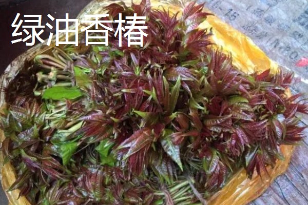 红油香椿与绿油香椿的区别，品种、口感等方面都不同