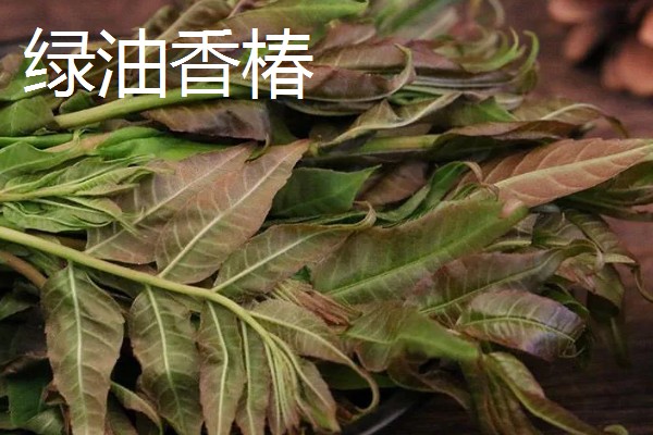 红油香椿与绿油香椿的区别，品种、口感等方面都不同