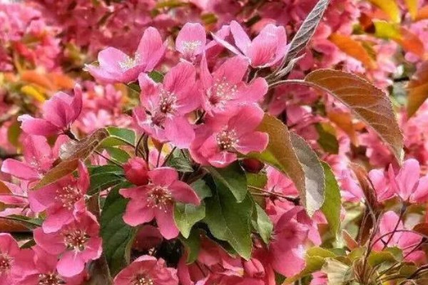 海棠花的花语是什么，寓意断肠离愁、珍惜等