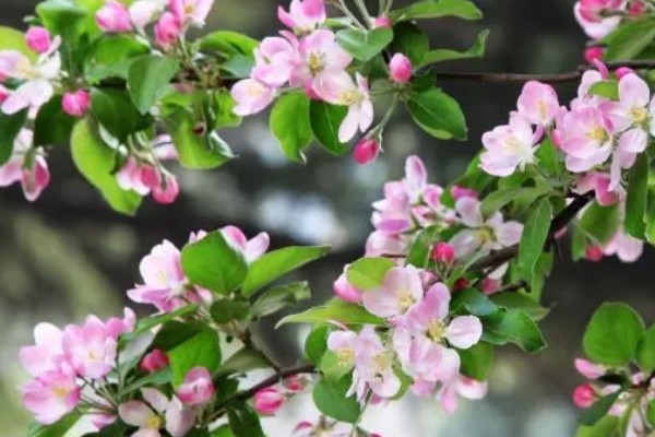 海棠花的花语是什么，寓意断肠离愁、珍惜等