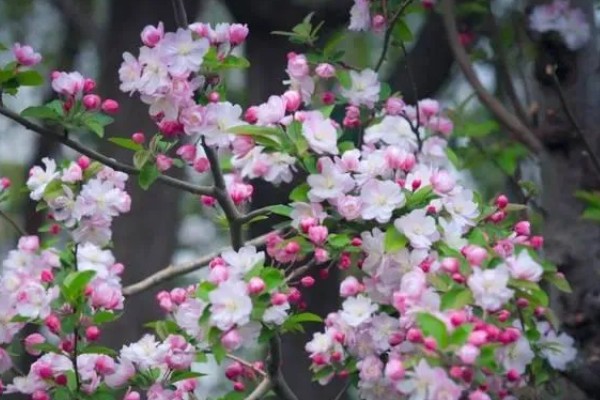 海棠花的花语是什么，寓意断肠离愁、珍惜等