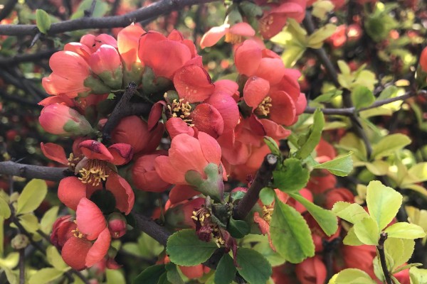 海棠花的花语是什么，寓意断肠离愁、珍惜等