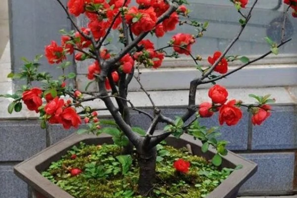 海棠花的花语是什么，寓意断肠离愁、珍惜等