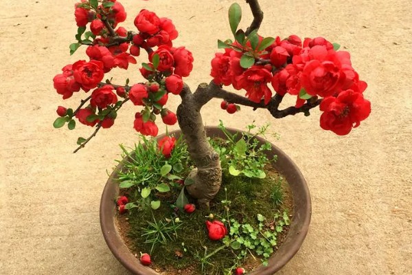 海棠花的花语是什么，寓意断肠离愁、珍惜等