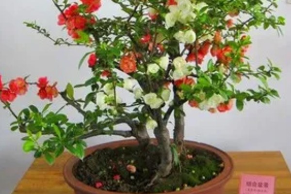 海棠花的花语是什么，寓意断肠离愁、珍惜等