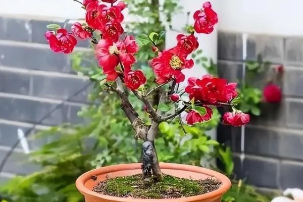 海棠花的花语是什么，寓意断肠离愁、珍惜等