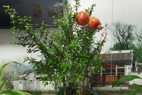 石榴树盆栽如何养护，要每隔1-2年更换一次盆土