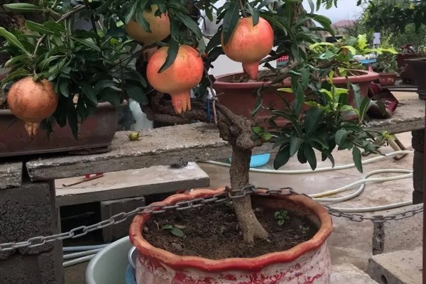 石榴树盆栽如何养护，要每隔1-2年更换一次盆土