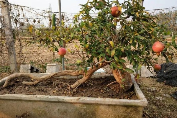 石榴树盆栽如何养护，要每隔1-2年更换一次盆土