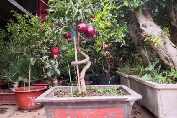 石榴树盆栽如何养护，要每隔1-2年更换一次盆土