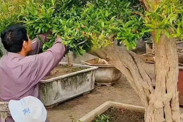 石榴树盆栽如何养护，要每隔1-2年更换一次盆土