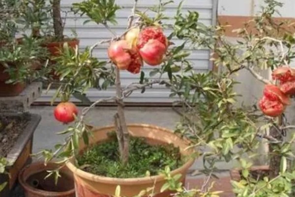 石榴树盆栽如何养护，要每隔1-2年更换一次盆土