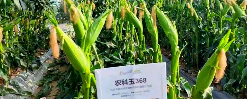 农科玉368玉米种的特征特性，完全成熟约125天左右