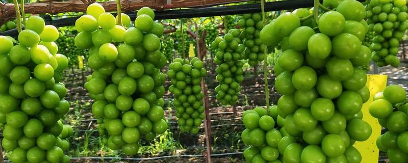 阳光玫瑰葡萄有籽吗，是有籽品种