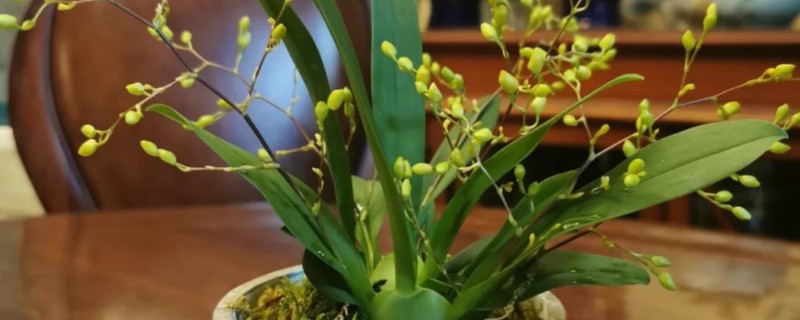 文心兰如何施肥，幼苗阶段在土壤中加入一些基肥即可