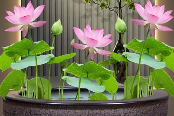 荷花盆里有虫怎么解决，可以买几条鲤鱼或金鱼放在水中